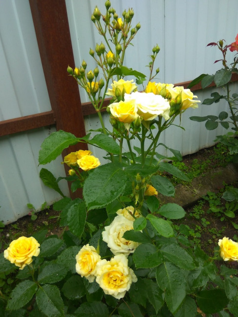 IMG_20200704_135353.jpg