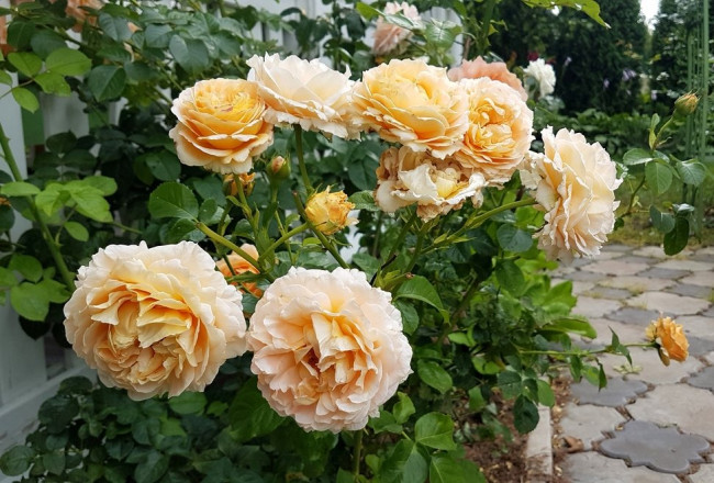 20200816_131627.3FZBH.jpg
