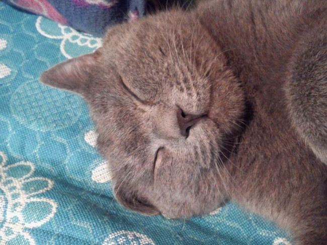Котя