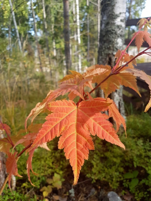 20200921_131620.yrPtX.jpg