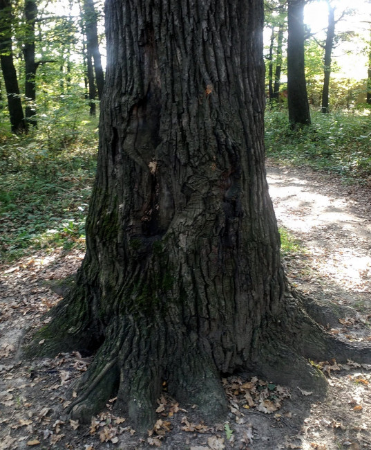 IMG_20200926_122347.jpg