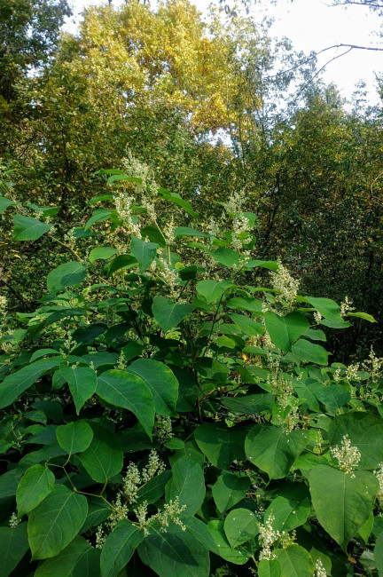 IMG_20200926_123149.jpg