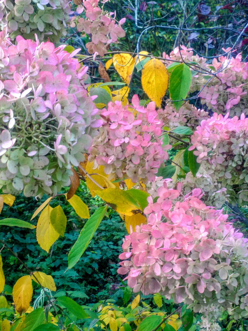 IMG_20201011_141447.jpg