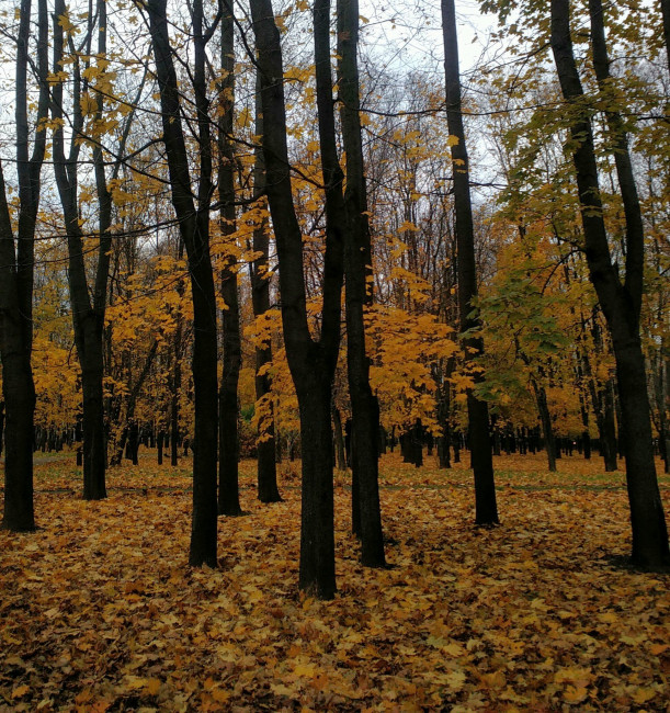 IMG_20201105_160713.jpg