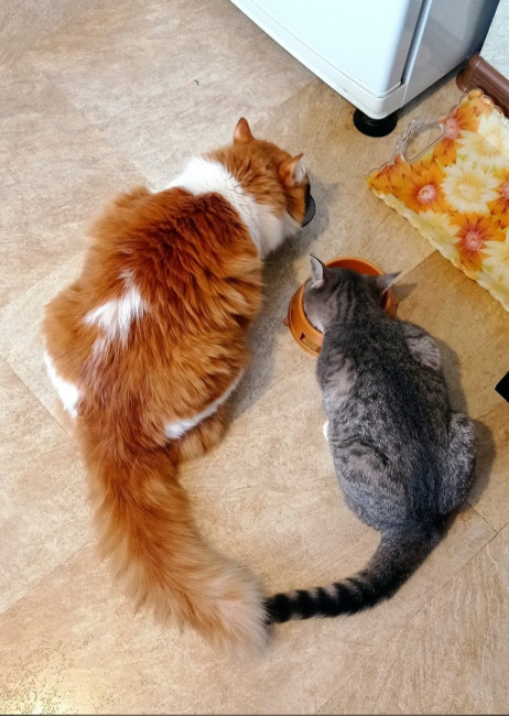 котики1.jpg