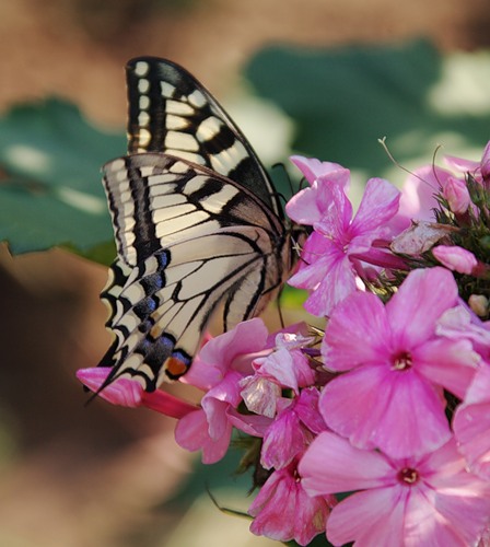 У каждой- своя тарелочка:))))