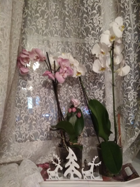 IMG_20210101_134238_131.jpg