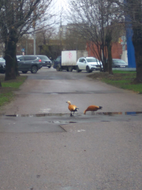 утки3.jpg