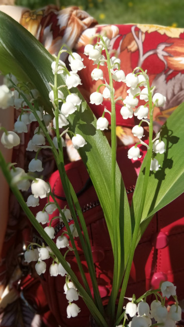 IMG_20210519_103412_resize_60.jpg