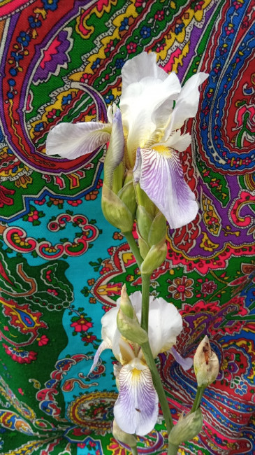 IMG_20210602_123522_resize_24.jpg