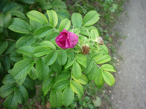 P1040932(1).JPG