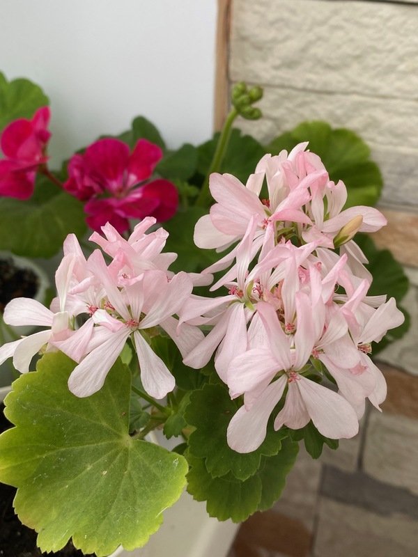 Fröken Flora