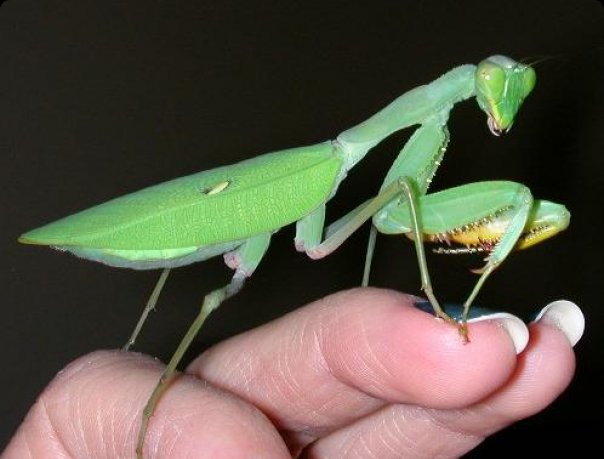 hierodula_grandis.jpg