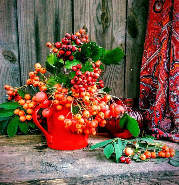 Рябина, боярышник и Фергана