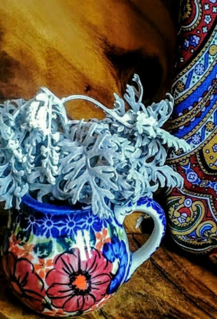 Серебристая травка - цинерария (с клумбы)