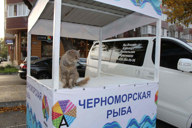 хамса.jpg