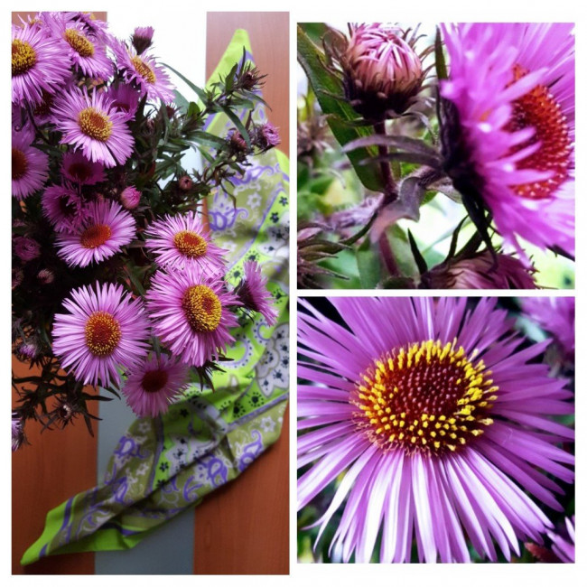 20211031_120547-COLLAGE.jpg