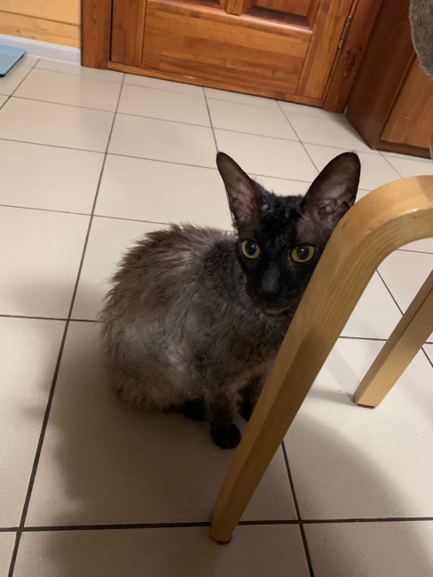 Кот Кузя