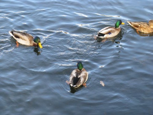 IMG_1767.jpg