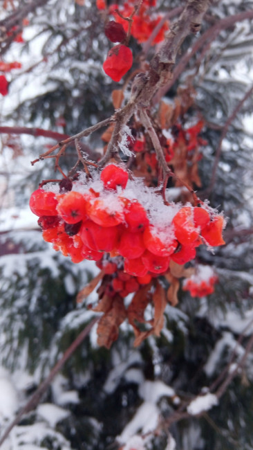IMG_20220126_161539.jpg
