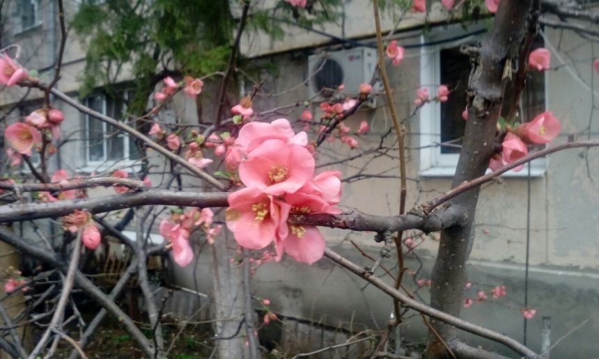 айва японская