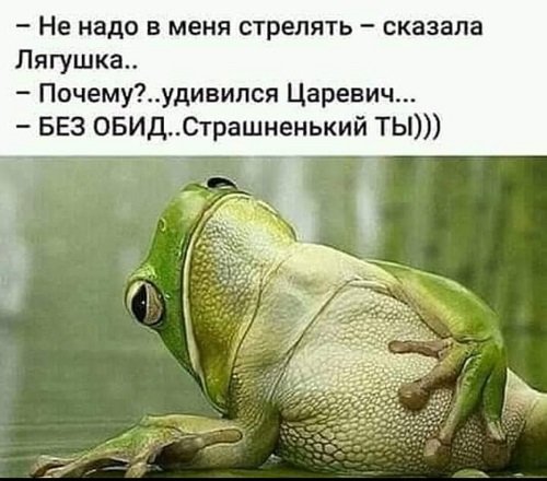 Лягушка.jpg