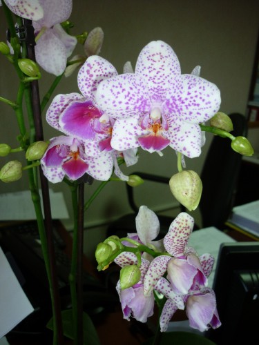 P1050539(1).JPG