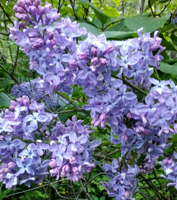 IMG_20220607_203110.jpg