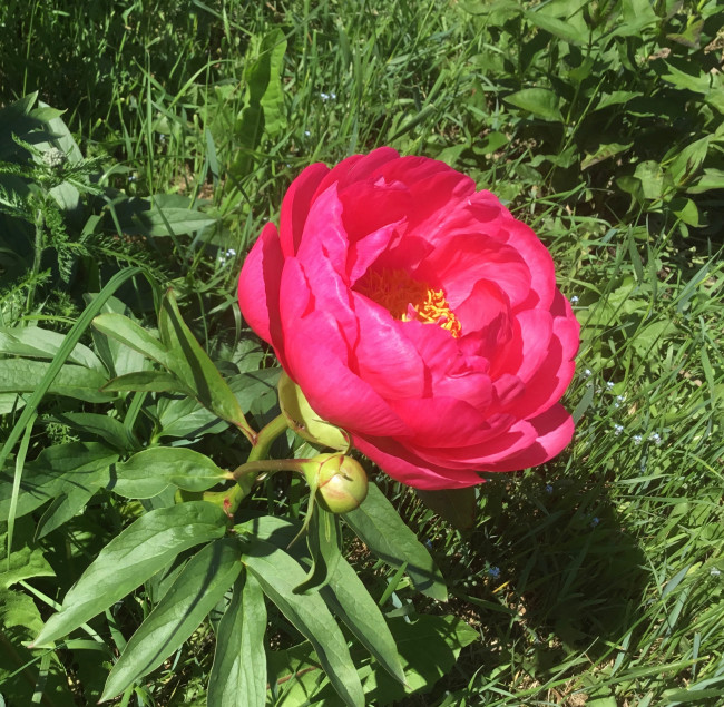 BDC44497-80C1-4D78-B97B-9F6920093787.jpeg