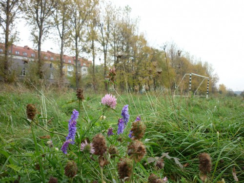P1050709(1).JPG