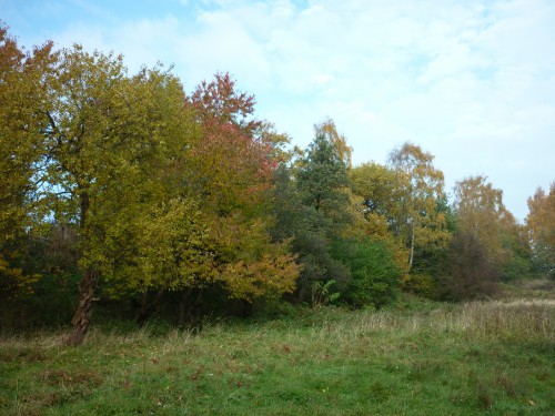 P1050830(1).JPG