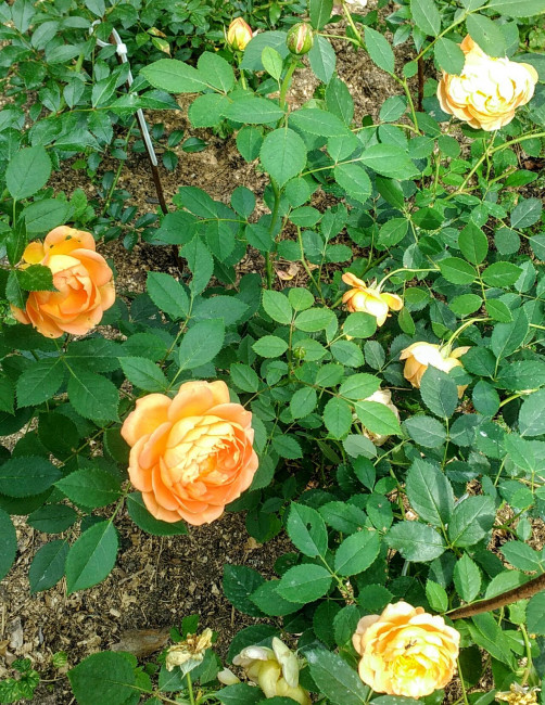 IMG_20220823_115850.jpg