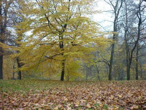 P1060008(1).JPG