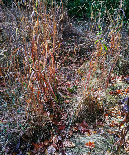 IMG_20220904_132419_HDR~22щн.jpg