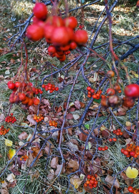 IMG_20220904_132358_HDR1ь.jpg