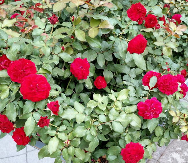IMG_20220903_143302_HDR~2.jpg