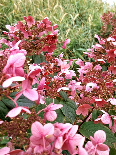 IMG_20220923_172644.jpg