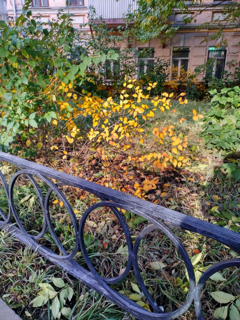 Золотой кустик
