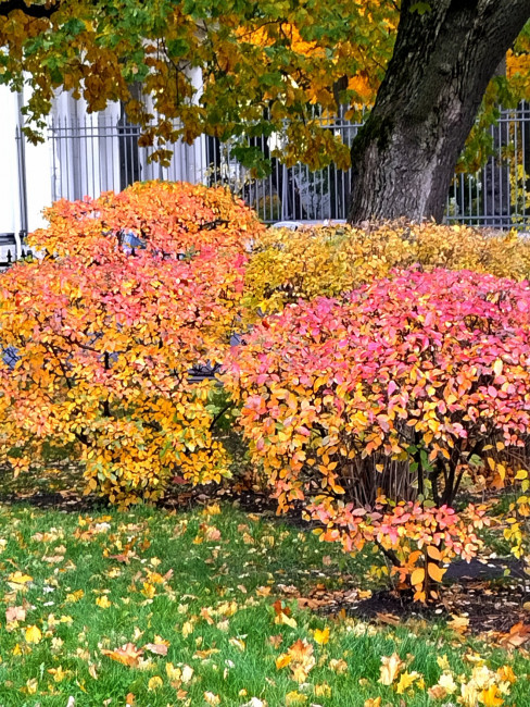 IMG_20221010_143016.jpg