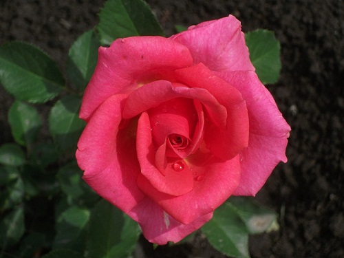 DSCF4245.JPG