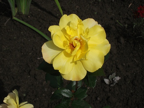DSCF4248.JPG