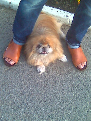 Хозяйский пёс