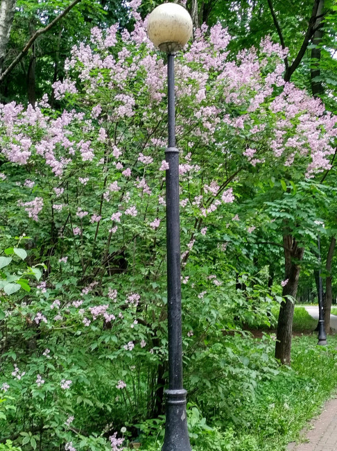 Персидская сирень