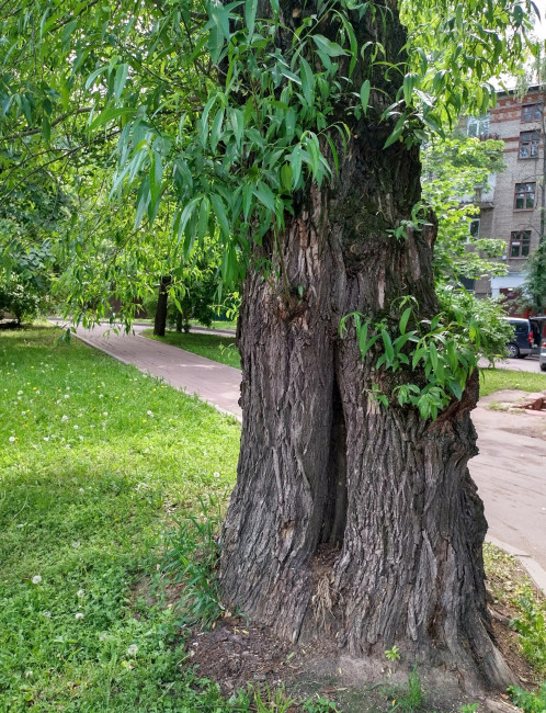 Старое-старое дерево