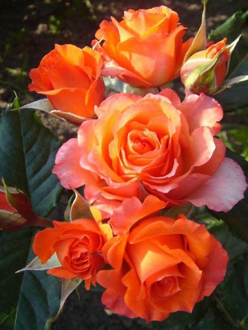 sazhency-rose-sort-kustoviye-verano.jpeg