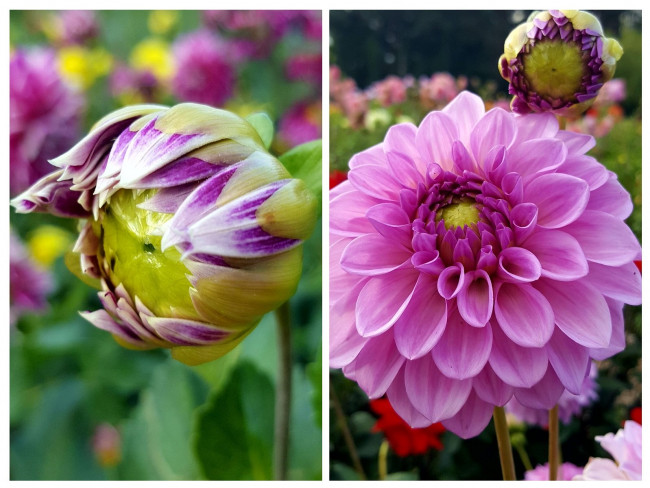 20230903_230942-COLLAGE.jpg