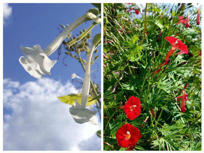 20230904_234433-COLLAGE.jpg