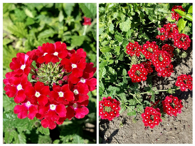20230905_000009-COLLAGE.jpg