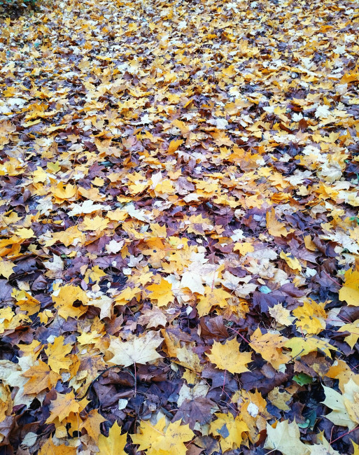 IMG_20231021_135151_HDR (1) (2)~2.jpg