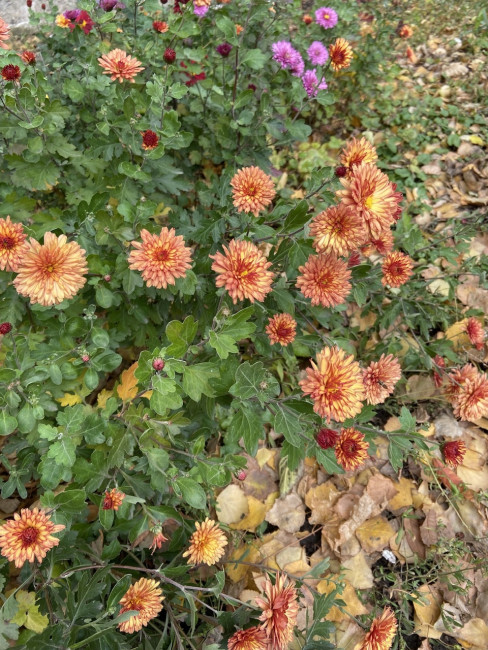 IMG_7911.jpeg